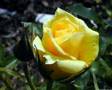 Como las rosas