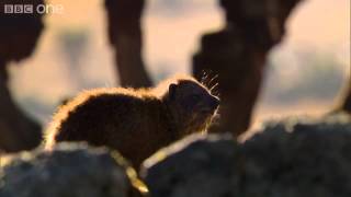 Hyrax