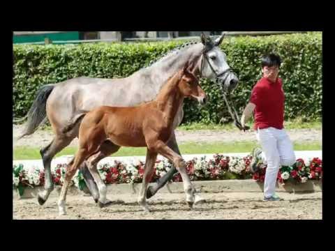 12 Pro Domo Hengst v. Pilothago - Cornado I