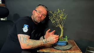 Planting A Trident Maple Bonsai Tree On A ROCK Successfully