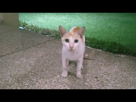 Starving Cat Came To My Home In Thunderstorm for Food At Midnight || Helpless Cat In Thunderstorm
