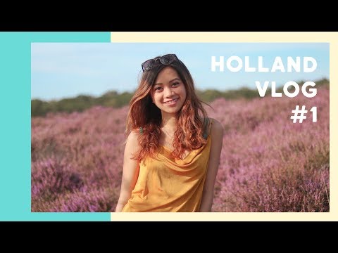 Padang Bunga HEIDE di Veluwe, BELANDA | Bits of Holland #1