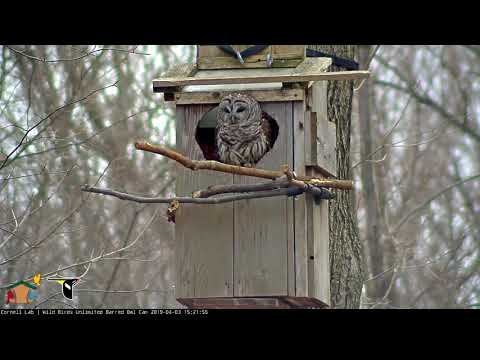 Female Barred Owl Vocalizes While Perched On Nest Box Opening – April 3, 2019