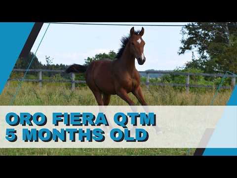 Oro Fiera QTM video 2