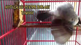 Download lagu Burung kutilang jantan sedang birahi tinggi || Minta di kawinkan. mp3