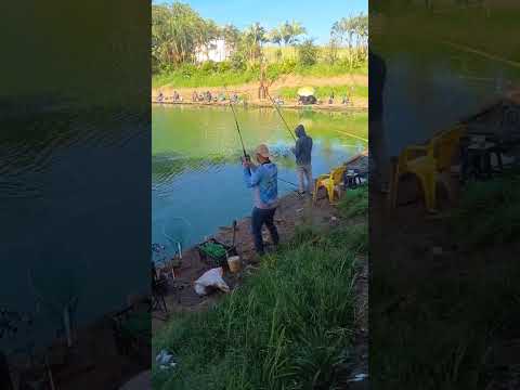 pesqueiro do Márcio na diária em Elias Fausto #shorts #shortvideo #pesca