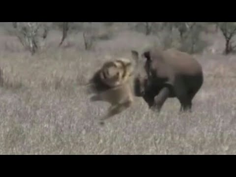 Wild animal fight/ rhino vs lion bloody fight 2019