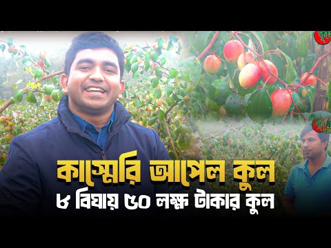 কাস্মেরি আপেল কুল(Kashmeri-Apple-Kul)- ৮ বিঘায় ৫০ লক্ষ টাকার কুল- বাগান হয়ে গেছে পর্যটনকেন্দ্র