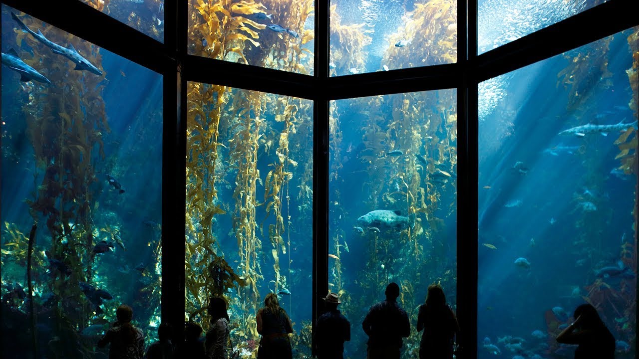 Memberships Monterey Bay Aquarium