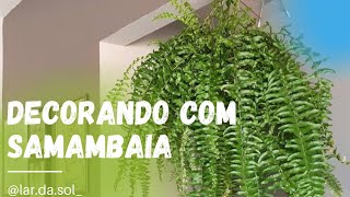 Decorações com samambaia
