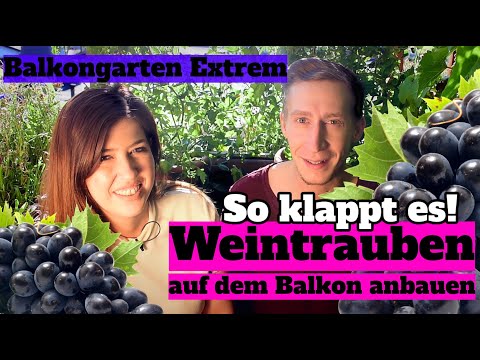 , title : 'Weinrebe auf dem Balkon anbauen: So klappt es - Balkongarten Extrem Update zur Balkon Weinrebe'