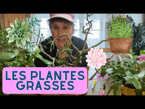 , title : 'Comment prendre soin de ses plantes grasses! - capsule horticole'
