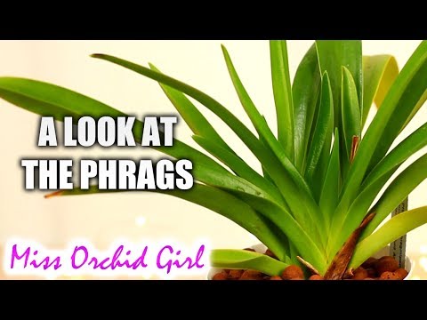 Phragmipedium Orchids Update