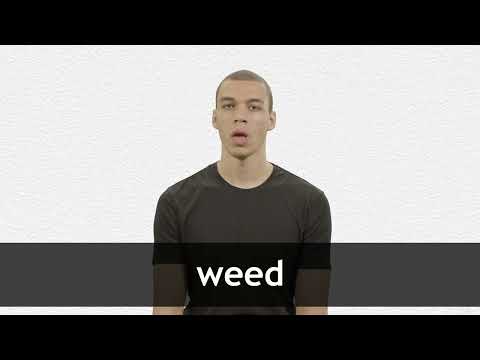 How to pronounce WEED in American English