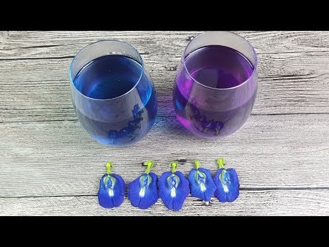 download lagu mp3 mp4 Blue Pea Flower Tea, download lagu Blue Pea Flower Tea gratis, unduh video klip Blue Pea Flower Tea
