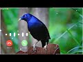 Koyal Ki Awaaz Call Ringtone Bhojpuri Song