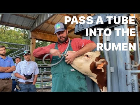How to Pass a Tube into the Rumen
