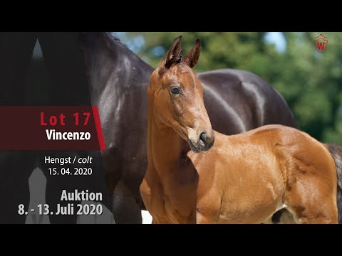 Online Auktion 9. - 13. Juli: Lot 17 Vincenzo Hengst v.Vitalis - Hohenstein/T.