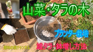 [Wild Vegetables - Tara Tree] Planter Cultivation - How to Repot Male Tara Trees - August 17, 2025