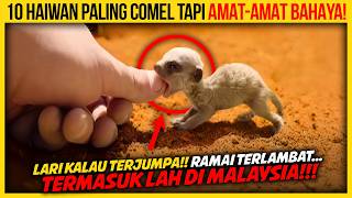 Download lagu 10 HAIWAN PALING COMEL TAPI BAHAYA KORANG KENA LARI KALAU TERJUMPA mp3 Download lagu 10 HAIWAN PALING COMEL TAPI BAHAYA KORANG KENA LARI KALAU TERJUMPA mp3