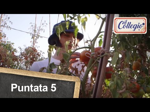 Alessandro A. parla con i pomodori - Quinta puntata - Il Collegio 5