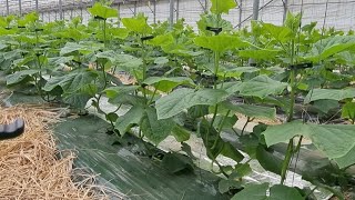 오이아주심기 27일째 흐린날씨에 나무가 노리노리해요