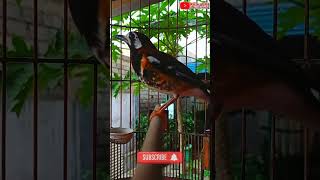 Download lagu Anis Macan Ngecis2 Buat Pancingan #anismacan #pancingananismacan #anismacangacor mp3 Download lagu Anis Macan Ngecis2 Buat Pancingan #anismacan #pancingananismacan #anismacangacor mp3