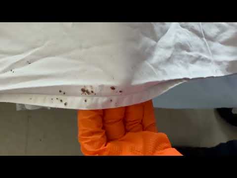 Bed Bugs Biting the Homeowner in Atlantic Highlands, NJ