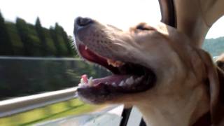 preview picture of video 'Puppy on a car ride'