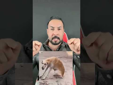 شنو قصه هذا الكلب 😱 #حسين_راضي #اكسبلور #دويتو