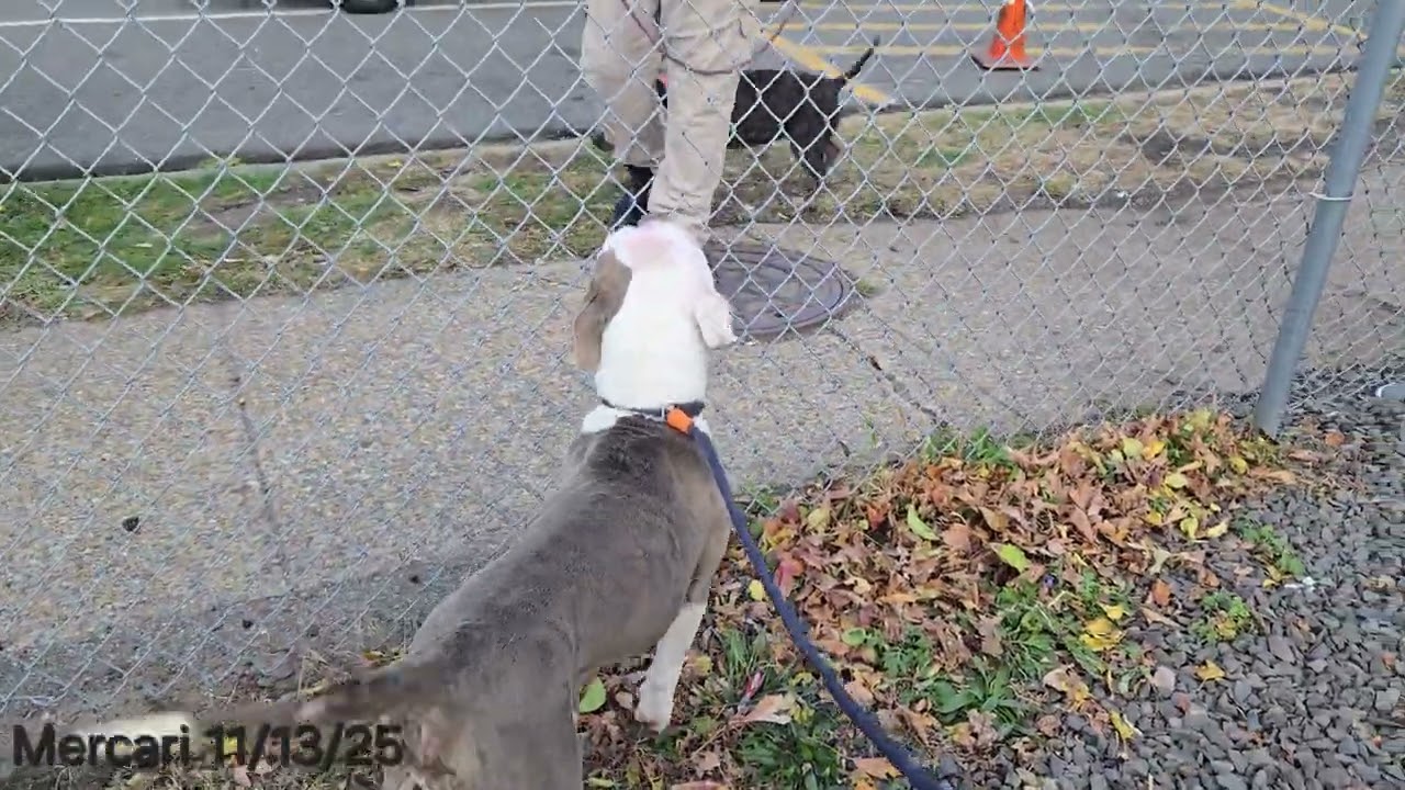 Enlarge Mercari, a Adoptable Pit Bull Terrier in Trenton, NJ video 3/3