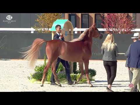 N 16 DORRA AL HADDAD   Prague 2020   Intercup   2 Years Old Fillies Class 2