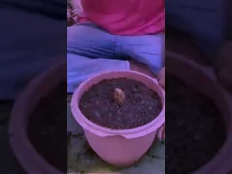 GreatTechnique : Grafting Mango Ataurkrishigarden To Many Fruit and Flowers in the Fastest Time