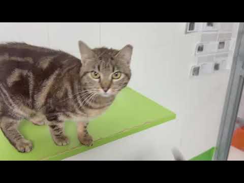 Fell wie ein Kunstwerk - Ainsa