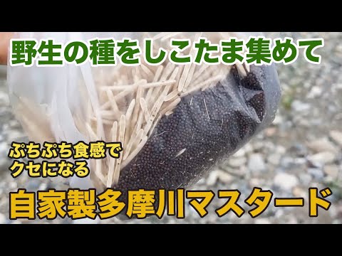 ブラックマスタード 植物