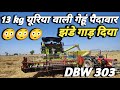 DBW 303 wheat yield 2023 in india। highest yield wheat variety।#wheat #farming #crop।#agriculture