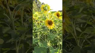 Fui visitar vinícolas e me apaixonei pelos girassóis!🌻🤍 @vinicoladongiovanni #vinhotododia