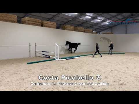 Costa De Will Z @ home 2 years old