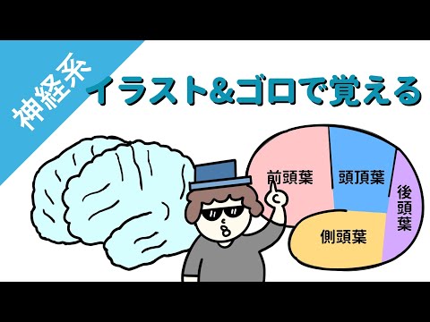 霊長類の大脳基底核系について詳しく解説