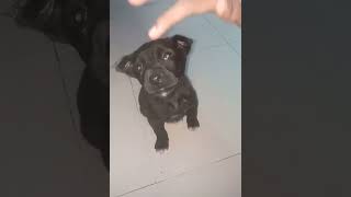 Patterdale Terrier Puppies Videos