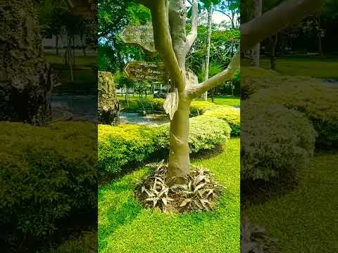 #love #july2 #nature #gampaha #garden