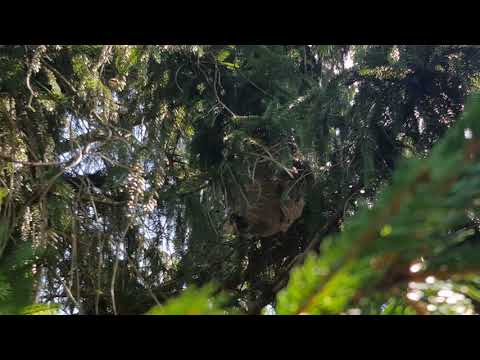 Huge hornets nest high up in Shrewsbury, NJ tree