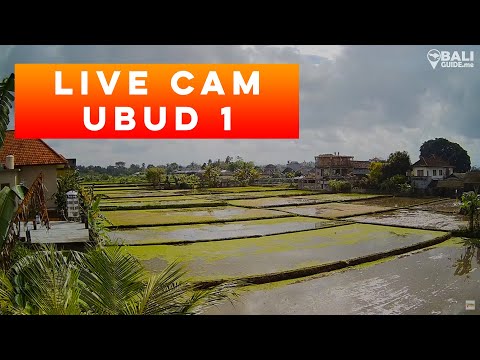 Ubud Rice Paddies