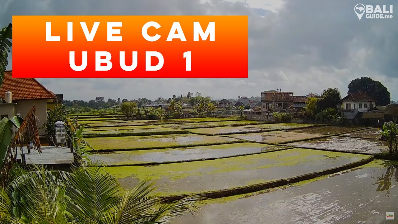 Ubud Rice Paddies Live