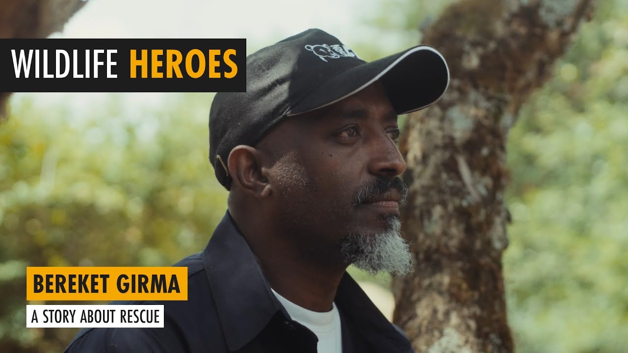 Wildlife Heroes Episode One:  Bereket Girma, A Story About Rescue