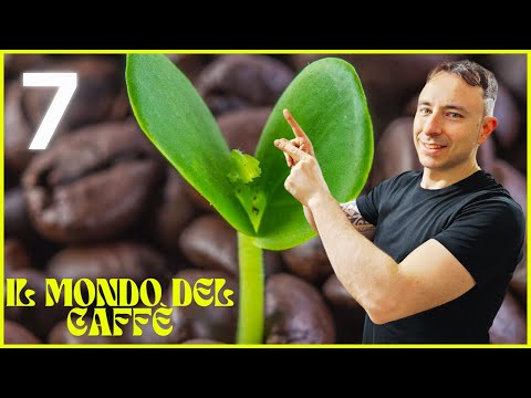Corso completo sul caffè: dal chicco alla tazzina, tutto ciò che devi sapere! SETTIMA PUNTATA