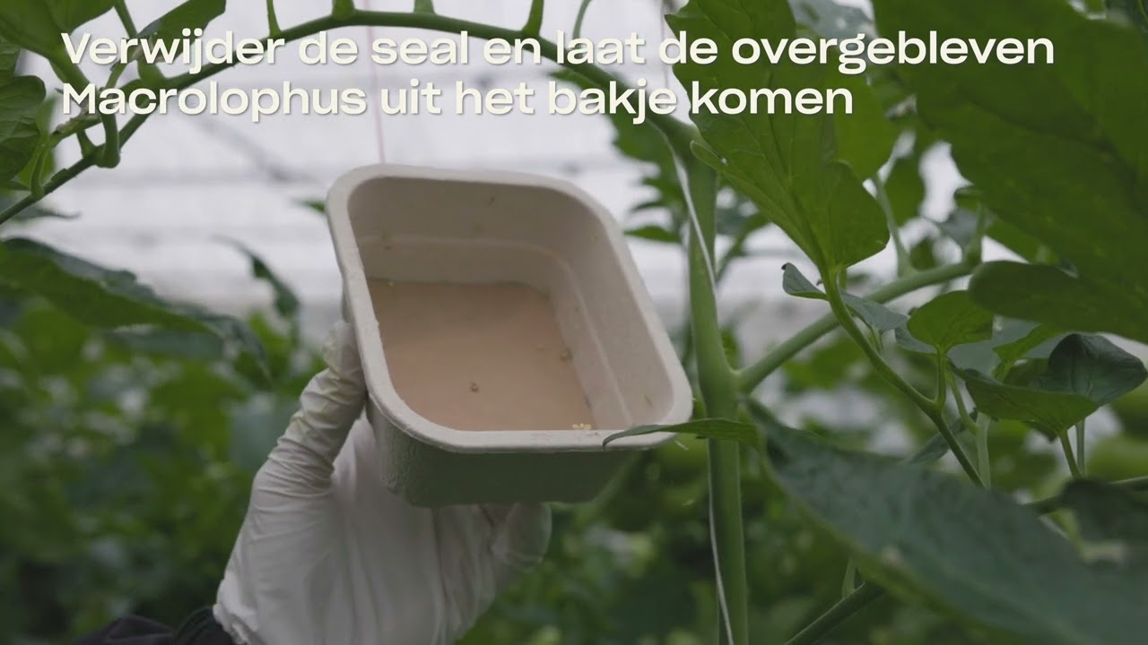 Video preview poster