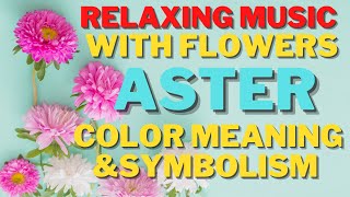RELAXING MUSIC WITH BEAUTIFUL FLOWERS (ASTER COLOR AND SYMBOLISM)