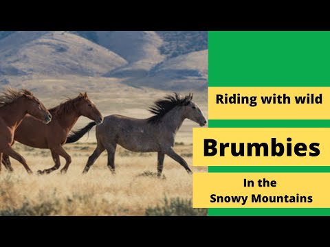 Riding with brumbies in the Snowy Mountains