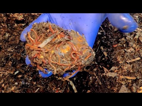 77- & 31-day African nightcrawler worm bins fed after 8 days - vermicompost